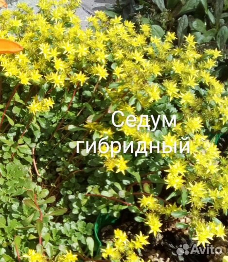 Очитки, седумы, живучка