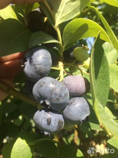 Саженцы плодовых деревьев и кустарников