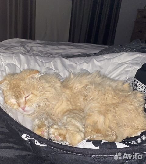 Кот в добрые руки