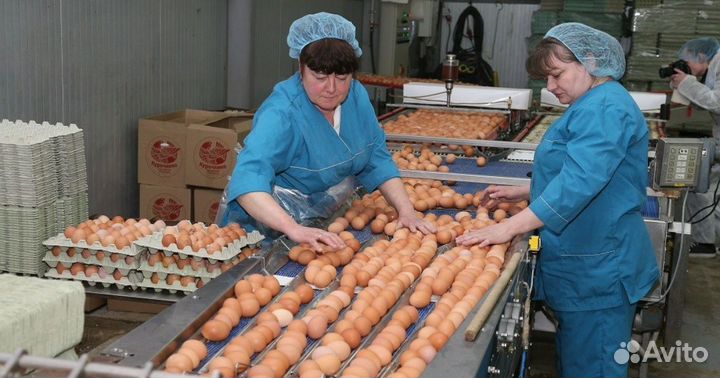 Укладка яиц\вахта г Казань