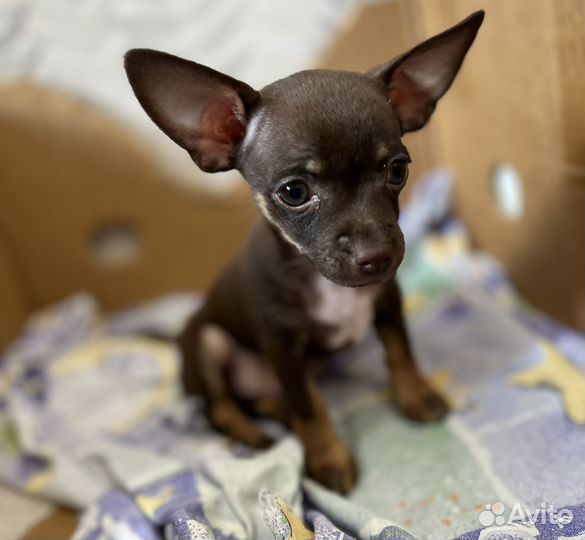 Той терьер щенки