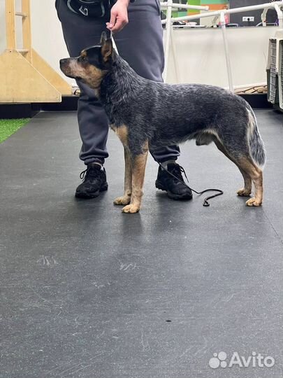 Кобель для вязки Австралийский хилер