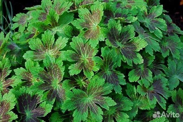 Герани садовые