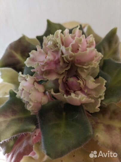 Фиалка в горшках