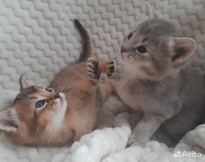 Котята чаузи