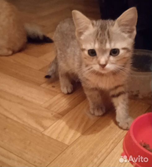 В добрые руки