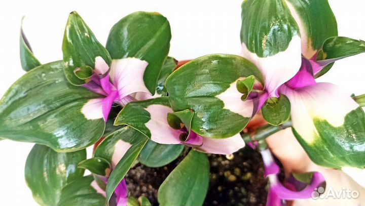 Традесканция и другие коммелиновые 58 сортов