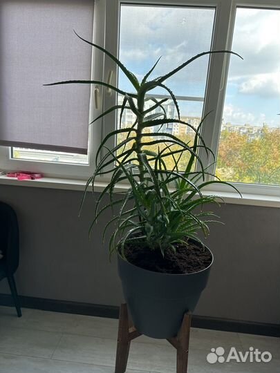 Алоэ лечебный