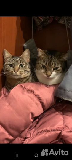 Кошка Туся котик Мурзик