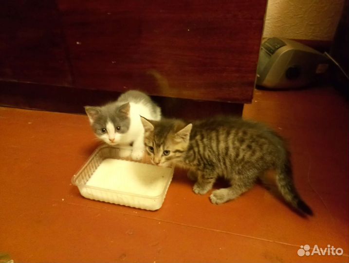 Котята в добрые руки