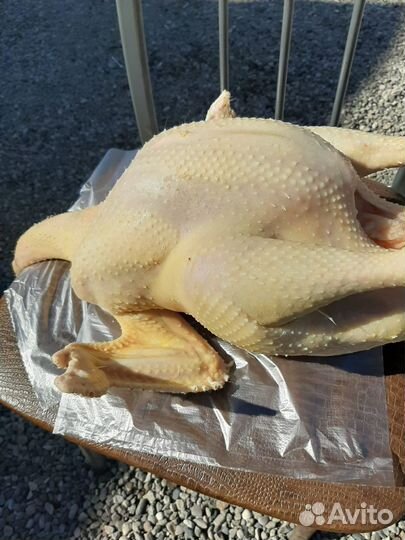 Индейка Виктория