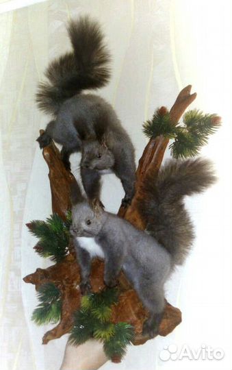 Чучела птиц и животных изготовление