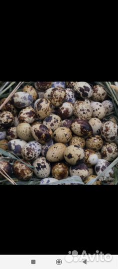 Яйца перепелиные инкубационное