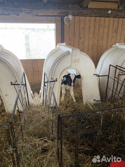 Бычки. Телята