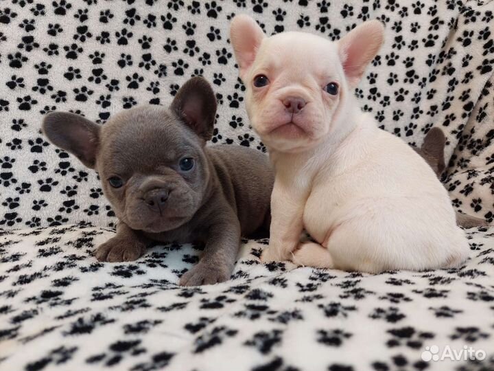 Кремовый Мальчик