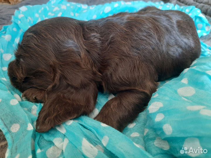 Английский кокер спаниель щенок мальчик