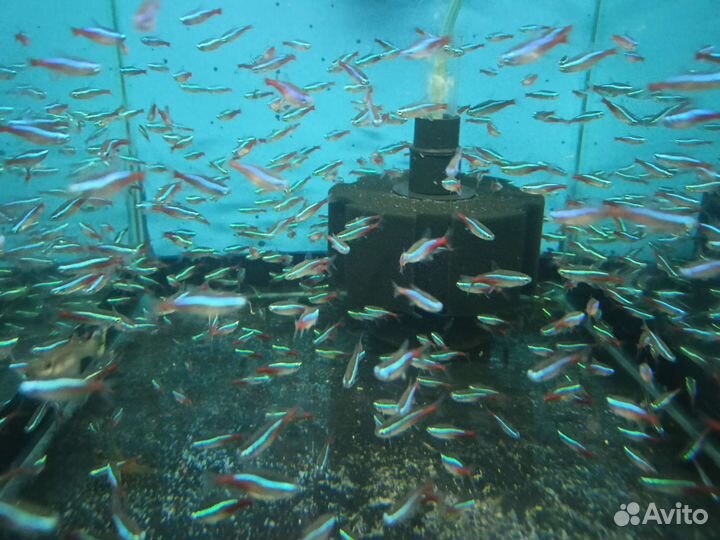 Аквариумные рыбки (розница и опт)