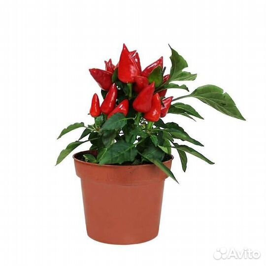 Перец горький комнатный