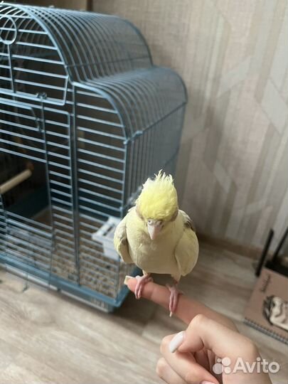 Отдам в добрые руки