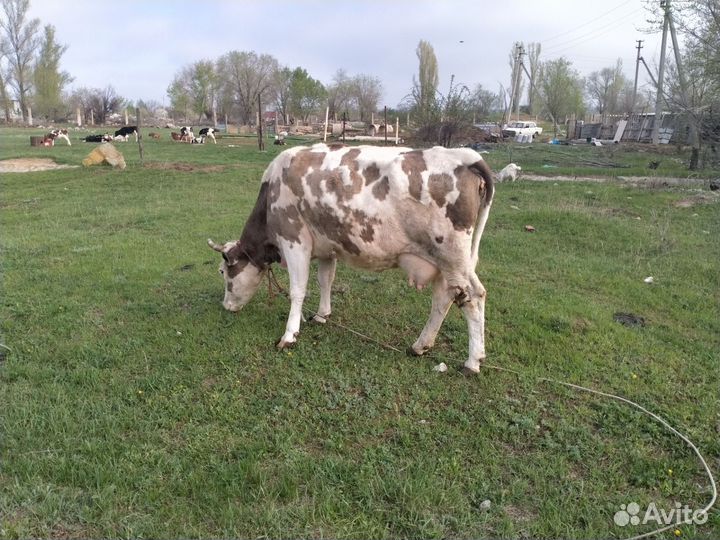 Коровы дойные молочные