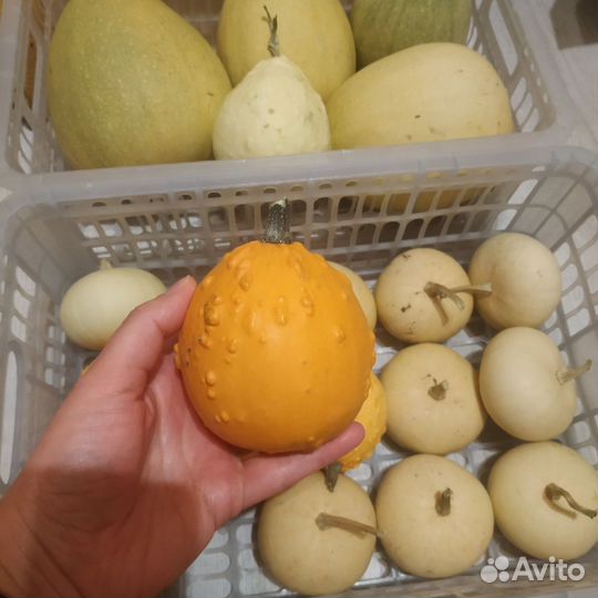 Тыква декоративная