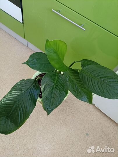 Спатифиллум