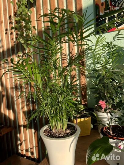 Комнатные растения цветы