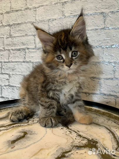 Котята мейн-кун