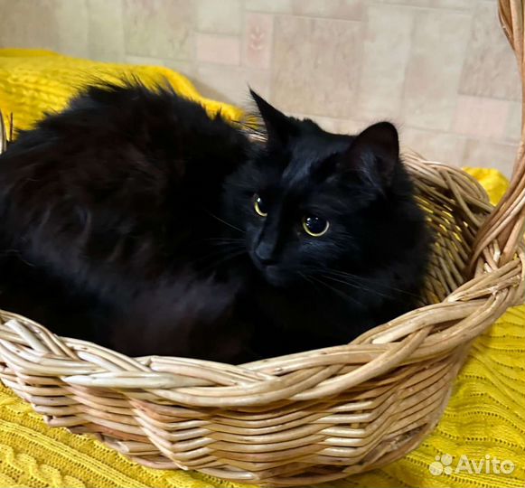 Кошки в добрые руки