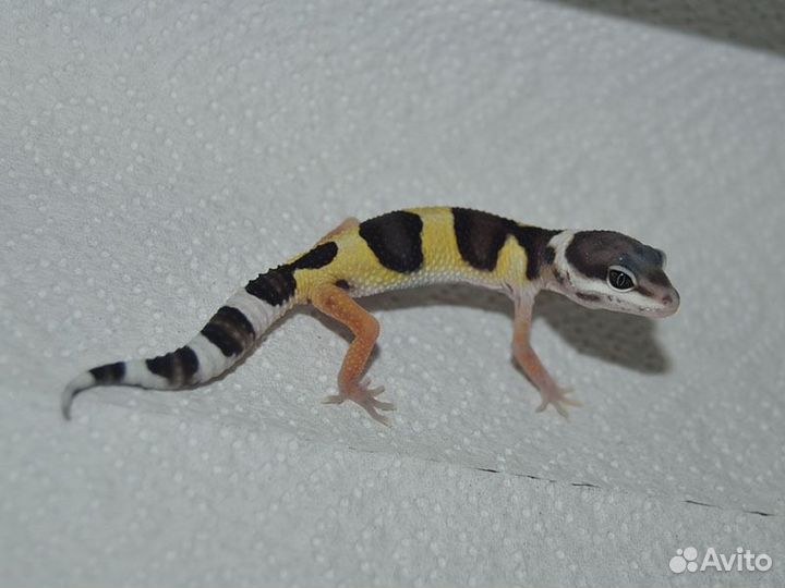 Эублефар нормал