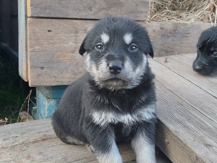 Щенки малховер