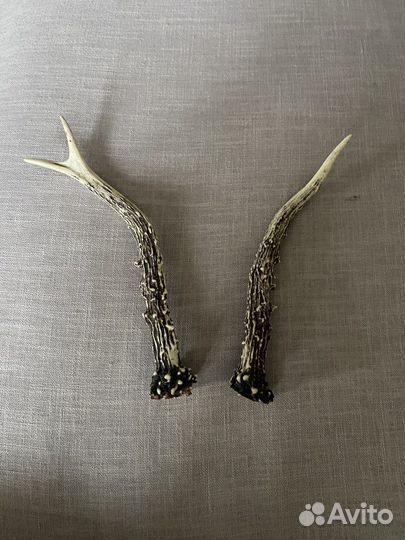 Рога дикой козы