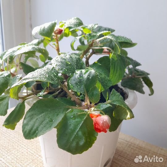 Бальзамин махровый коралловый