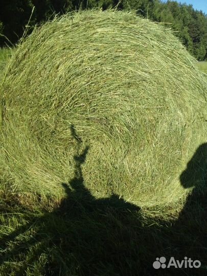 Сено покос 2023 года