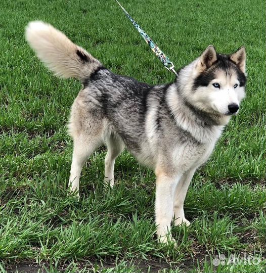 Хаски в добрые руки