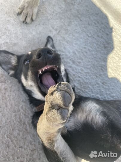 Собака дворняжка щенок