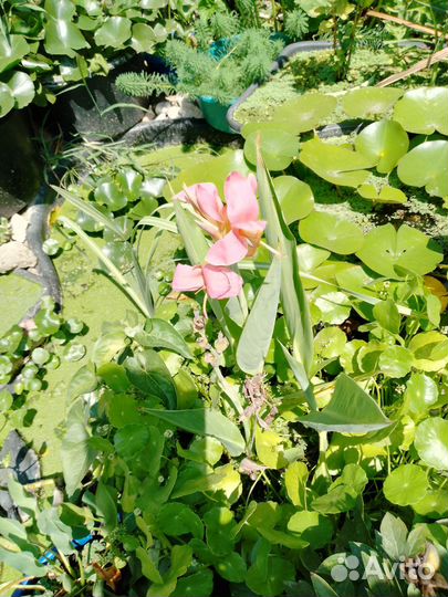 Водяные растения для водоемов