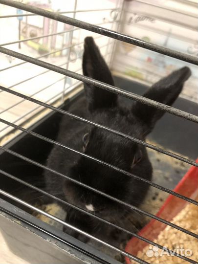 Кролик декоративный,девочка-Лилу,9 мес,с клеткой