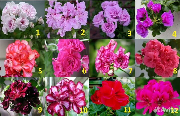 Плющелистная пеларгония (предзаказ на осень)