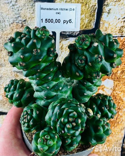 Суккулент Эуфорбия (Euphorbia) в ассортименте