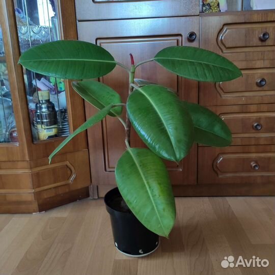 Фикус, драцена, колерия(бархатные колокольчики)ф