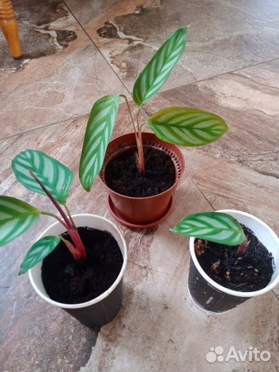 Фиалка, калатея