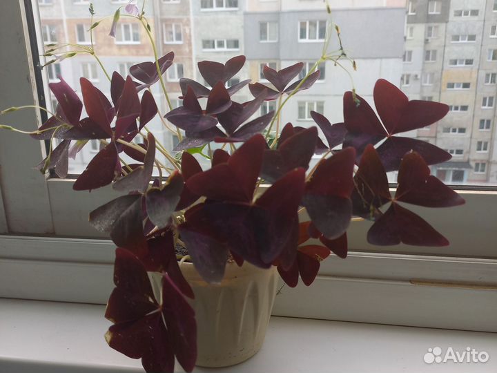 Комнатные цветы