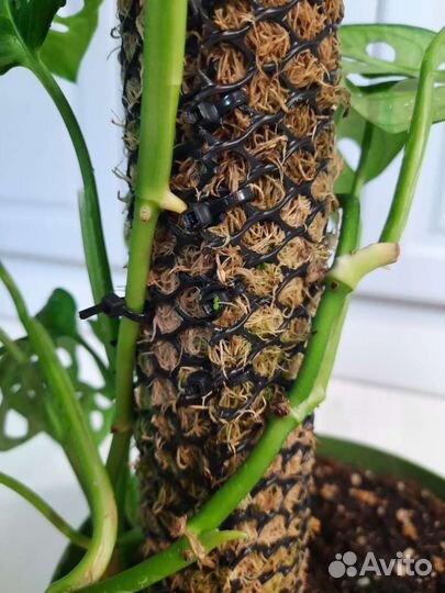 Тотем (опора) для лиан из живого мха