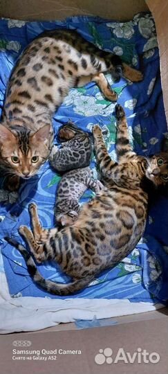Бенгальский кот вязка