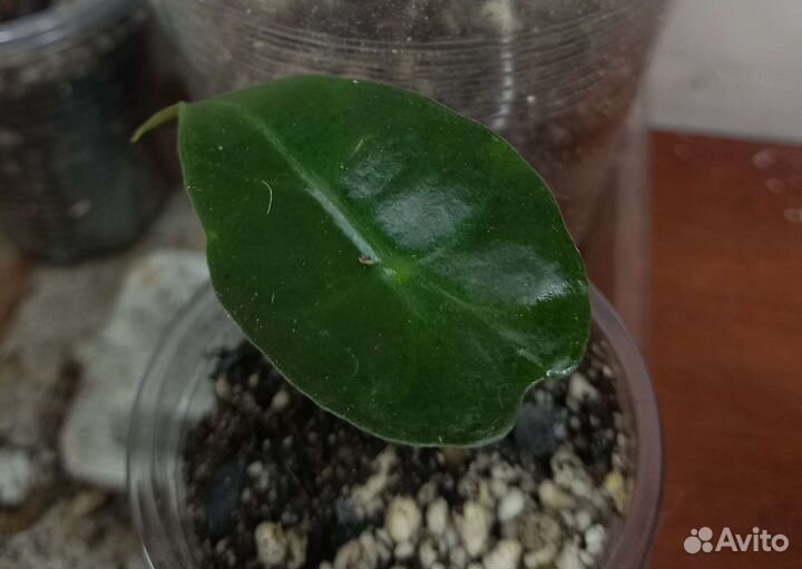 Алоказия регал шилдс