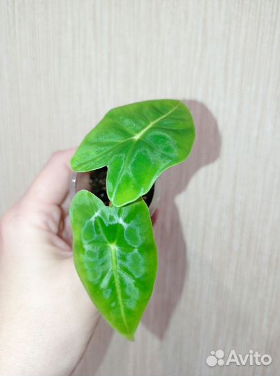 Алоказия мишольца,Ред секрет