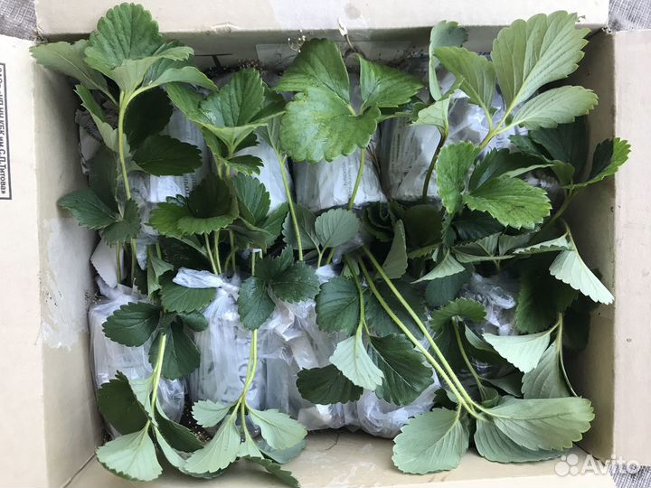 Клубника саженцы 70 р