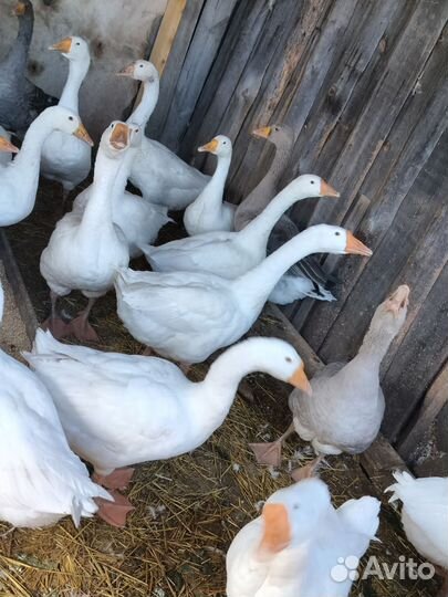 Гуси несушки домашние