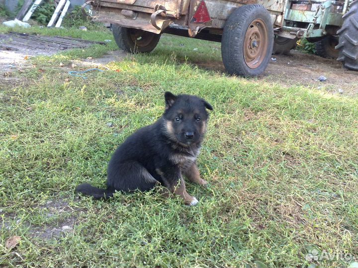 Щенки немецкой овчарки